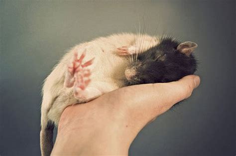 Cutest Rat You've Ever Seen (32 pics) - Izismile.com