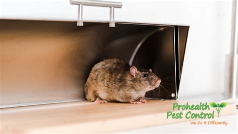 Rodent Pest Control: Prevent Rodents from Entering Your Home