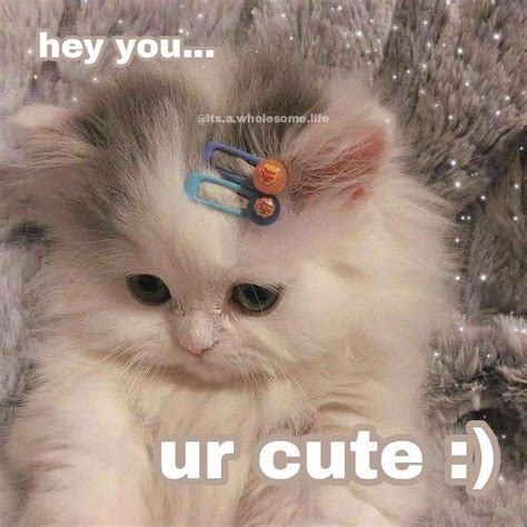 Um Hey Cutie 😫 Cute Cats Cat Aesthetic Cute Cats Photos