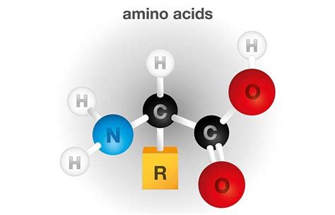 Top 9 Amino Acids For Hair Growth Food Sources