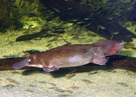 Platypus swimming