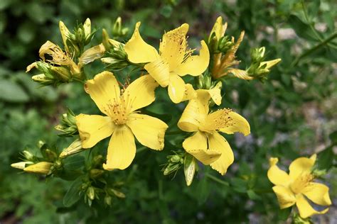 Common St Johns Wort Hypericum Perforatum Seashore To Forest Floor