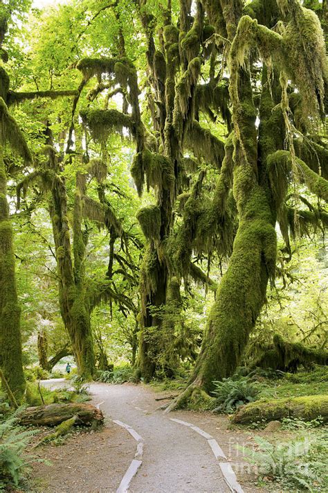 Olympic National Park Rainforest Photograph by King Wu - Fine Art America