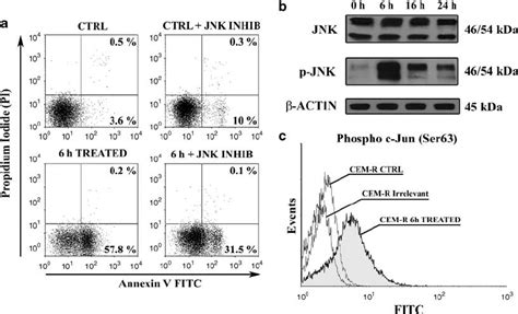 Perifosine Cytotoxicity Is Dependent On JNK And C Jun Activation In