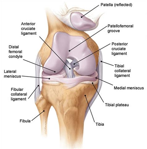 Knee Anatomy Posterior View Human Anatomy