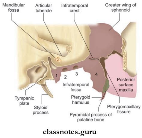 Infratemporal Fossa Boundaries Question And Answers Class Notes