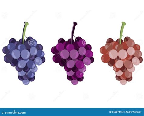 Grape Bunches Of Grapes Set Of Different Grape Varieties Stock Vector