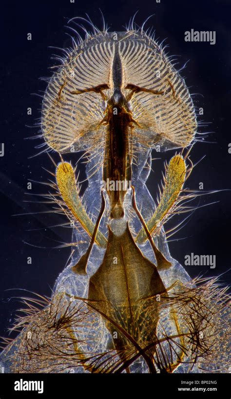 Ligula Topping Entomology Calliphora Feedin Darkfield Photomicrograph