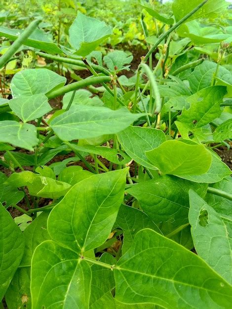 Premium Photo | Green long beans plant in farm