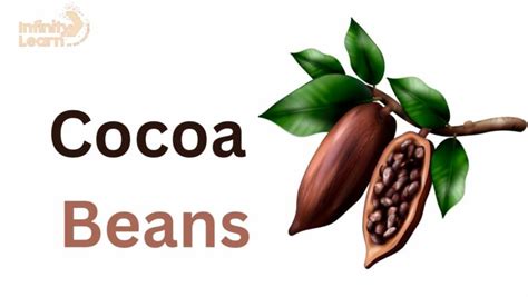 Cocoa bean: History, Cultivation, Products, Science And Facts