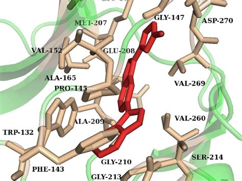 Molecular Docking Md Simulation And Primer Designing In Auto Dock