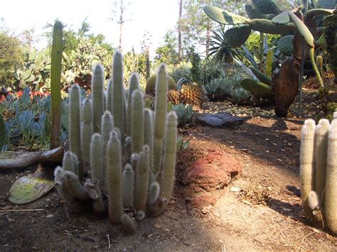 THOUGHTS ON ARCHITECTURE AND URBANISM Succulents And Cactus Gardens