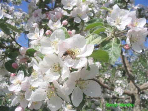 Fiche 42 Pollinisation et qualité du fruit Production fruitière intégrée