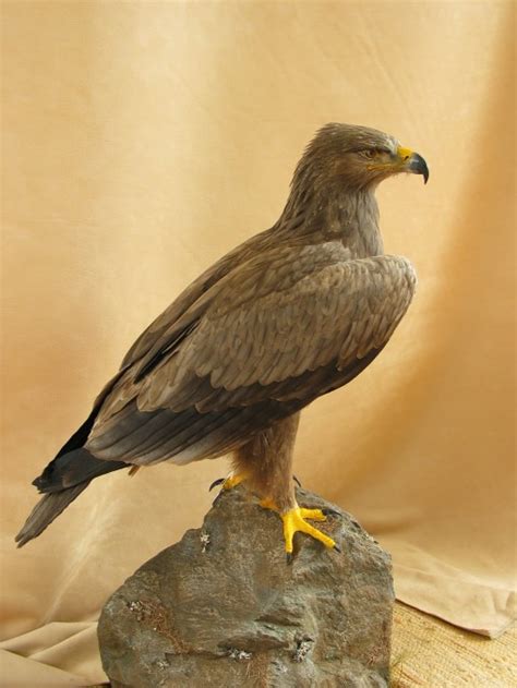 Tawny Eagle Uk Bird Small Mammal Taxidermist Mike Gadd