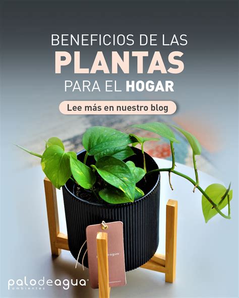 Beneficios De Las Plantas Para El Hogar Palo De Agua Ambientes