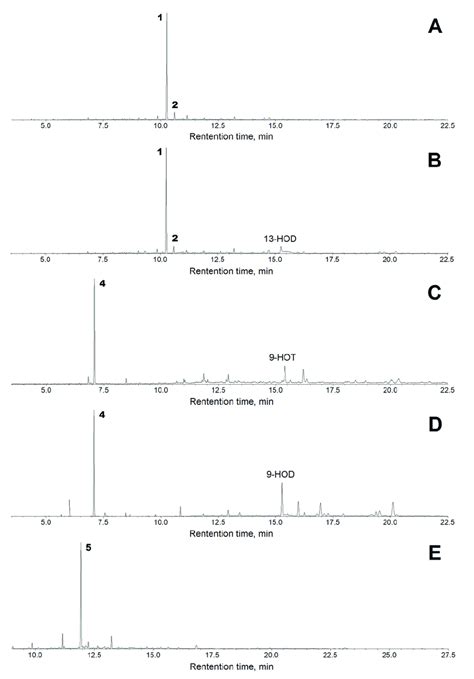 The Total Ion Current GC MS Chromatograms Of The Products Me TMS Of