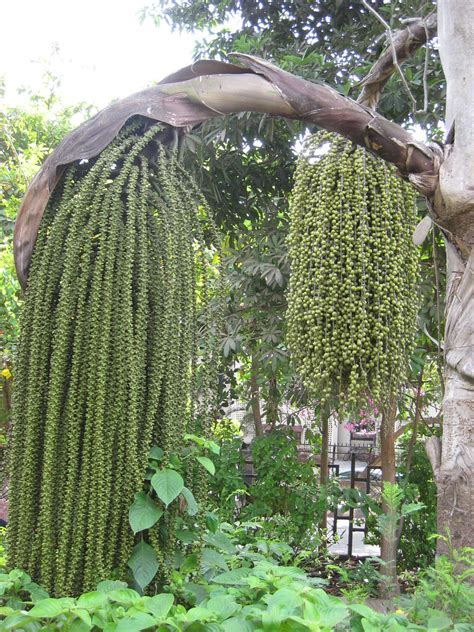 Caryota Urens Fishtail Palm The Strange Characteristic O Flickr