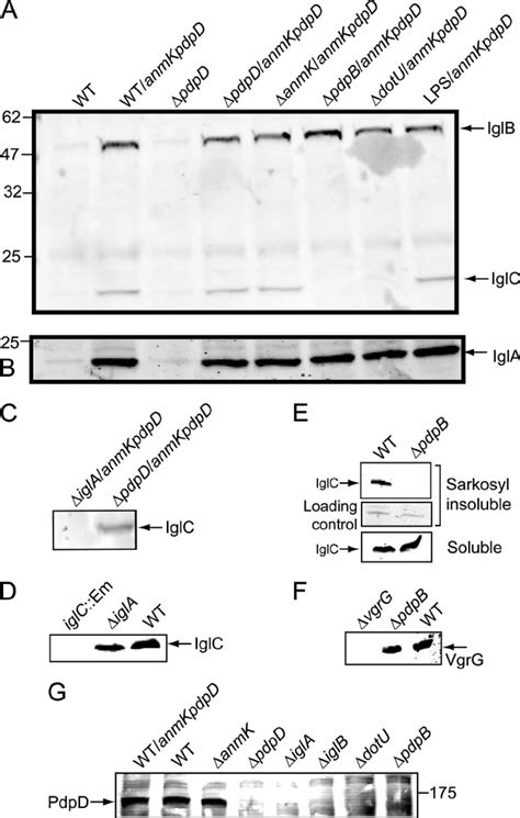 Effect Of PdpD Overexpression On Surface Biotinylation Of IglA IglB