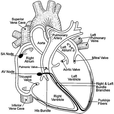 Heart Diagram Worksheets