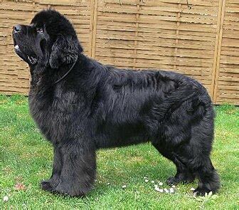 anjing newfoundland wikipedia bahasa melayu ensiklopedia bebas