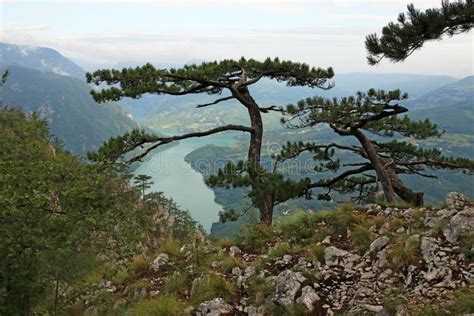 Pine trees on mountain stock image. Image of national - 88346045