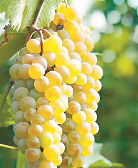 Богат избор от сортове лози | Български Фермер