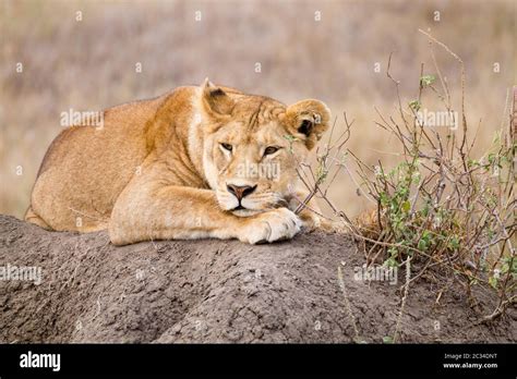 Lioness Close Up Serengeti National Park Tanzania African Wildlife