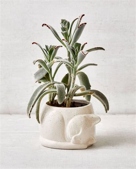 18 Stylish Indoor Flower Pots Affordable Indoor Pots For Your Plants