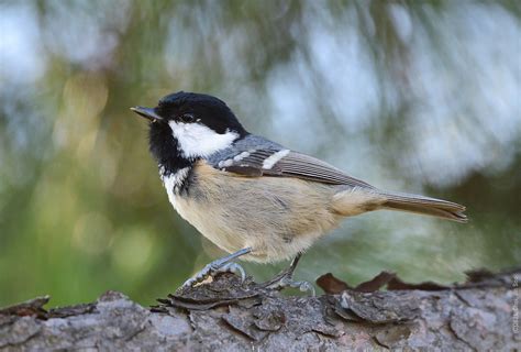 Coal Tit D Pf Jinsoo Choi Flickr