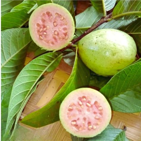 Guava Leaves Pure Natural Guava Leaf Natural Dried Guava