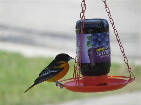 Why Do Orioles Like Grape Jelly Birdwatching Buzz