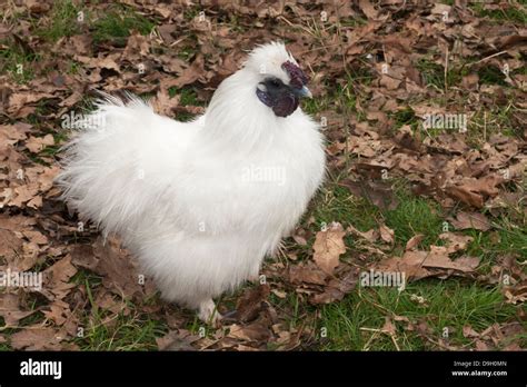 Silkie Bantam Rooster Gallus Gallus Domesticus In Herefordshire