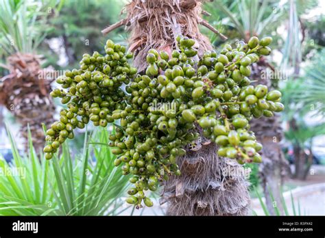 Abanico Chino Palma Livistona Chinensis Fotograf As E Im Genes De Alta