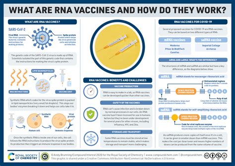 Infographic What Are MRNA COVID 19 Vaccines And How Do They Work