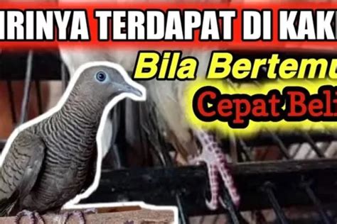 Cepat Pelihara Burung Perkutut Ini Jika Ingin Subur Rezeki Dan Kaya