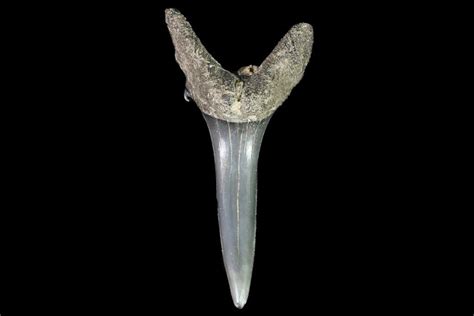 1.4" Fossil Sand Tiger Shark Tooth - Georgia (#74860) For Sale ...