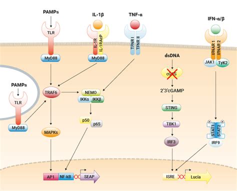 CGAS Knockout IFN NF KB Reporter THP1 Monocytes InvivoGen