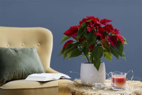 7 Poinsettia Arrangement Ideas for Every Type of Home | Apartment Therapy