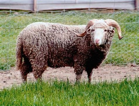 New Zealand Sheep Breeds