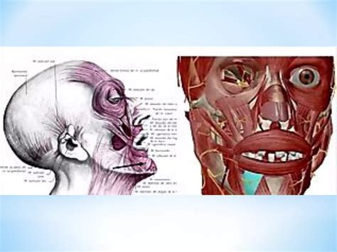 Corte Superficial Na Cabeça - ANATOMIA DE CORTE - Regiones Superficiales de la Cara | PDF
