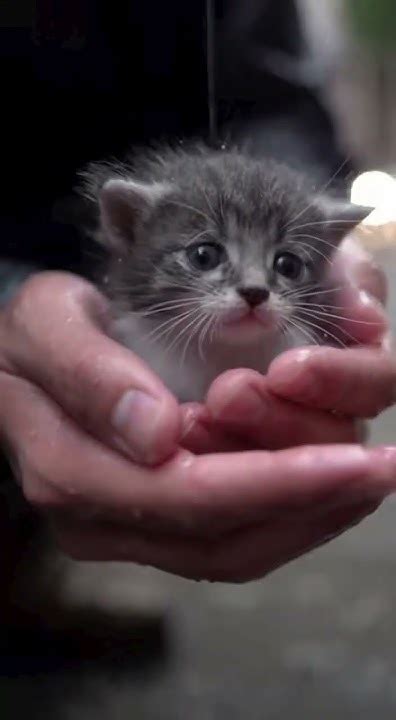 kitten stuck   drain   rescue youtube