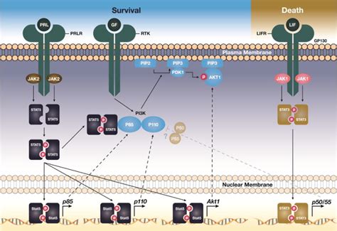 Crosstalk Between STAT5 Activation And PI3K AKT Functions In Normal And