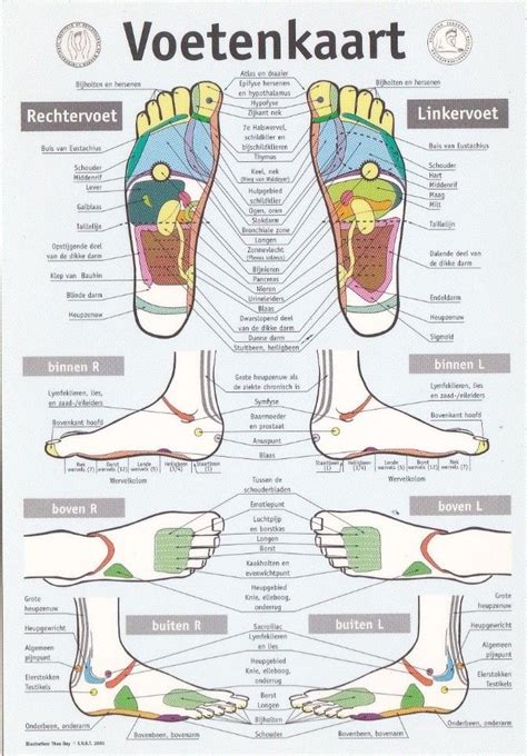 Wat Is Voetreflexologie Foot Reflexology Reflexology Reflexology Chart