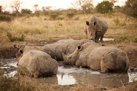 The Best Time To Visit The Kruger This Year Zululand Observer