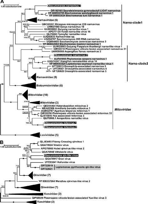 Figure 3 From Identification Of Diverse RNA Viruses In Obscuromonas