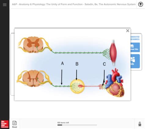 Autonomic Nervous System Flashcards Quizlet