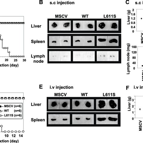 Jak L S Mutant Induced Tumor Formation In Nude Mice A B And C