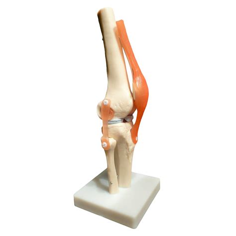 Buy Aprodite Life Size Knee Joint Anatomical Model Skeleton Human