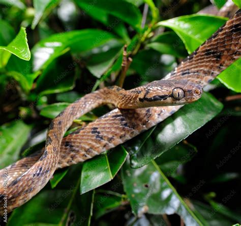 Sri Lanka Cat Snake Sri Lanka Nachtbaumnatter Sri Lanka