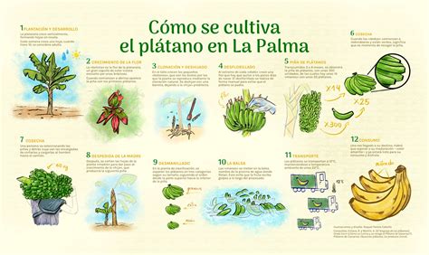 El Cultivo Del Pl Tano En La Palma Infograf A Editorial Lapizl Zuli